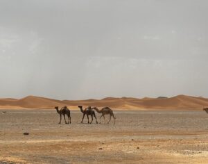 4 dias desde Tangier a Marrakech via desierto